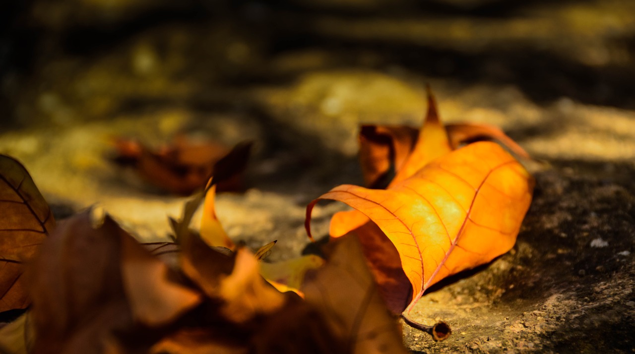 leaves golden autumn poplar free photo