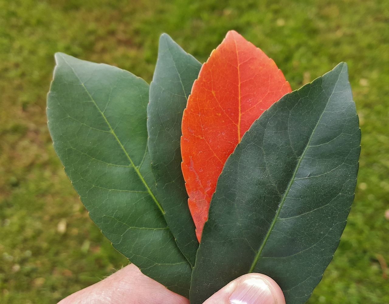 leaves fall fall colors free photo