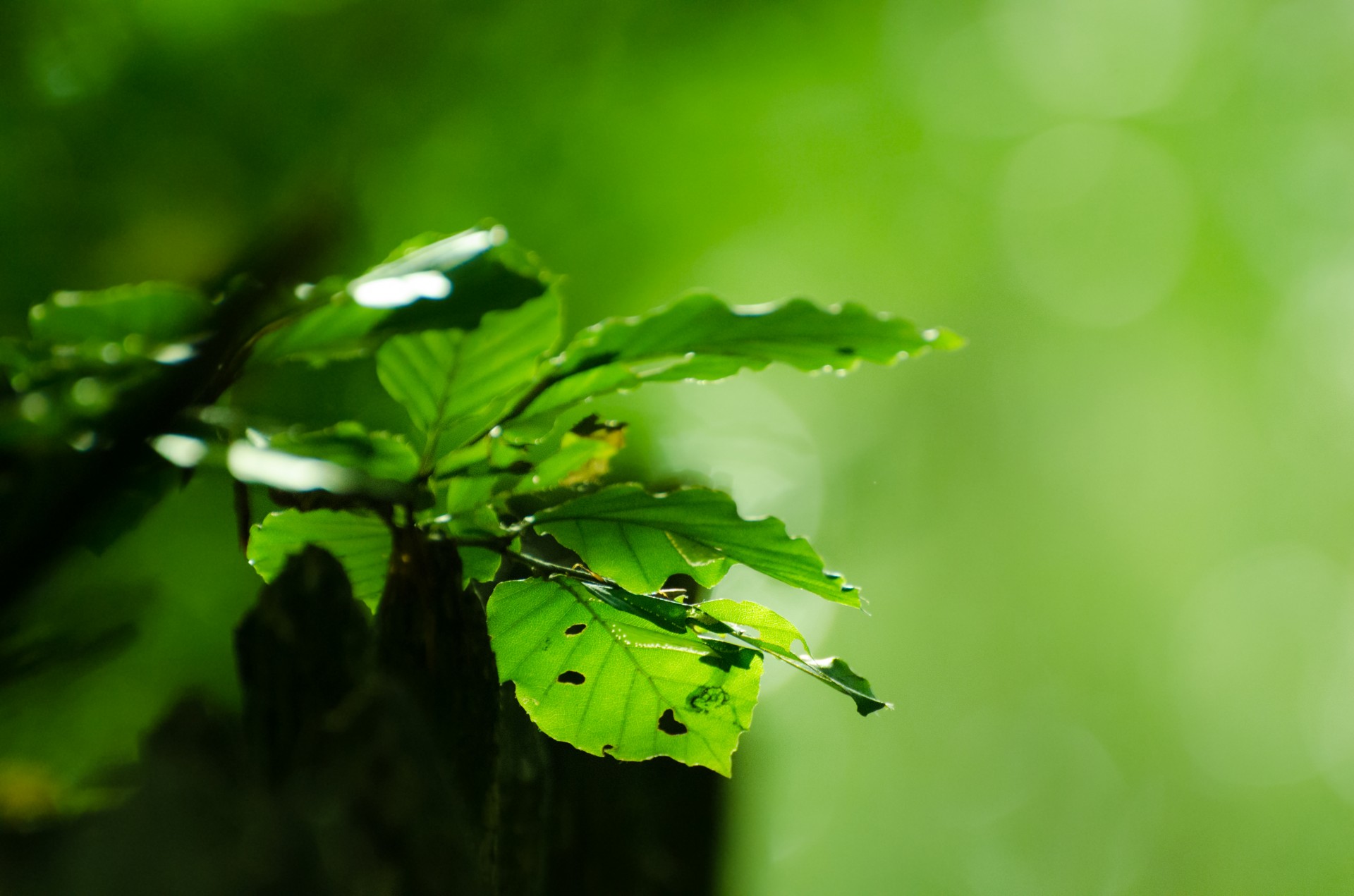 leaves colorful green free photo