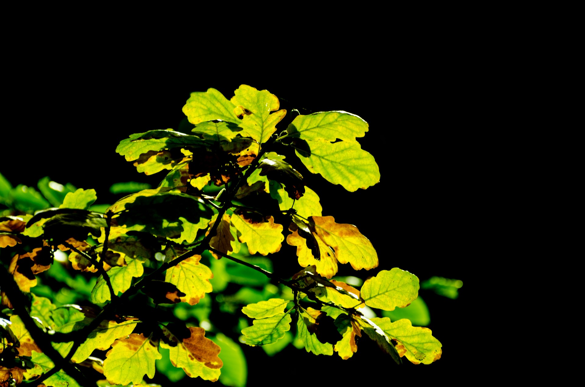 leaves colorful green free photo