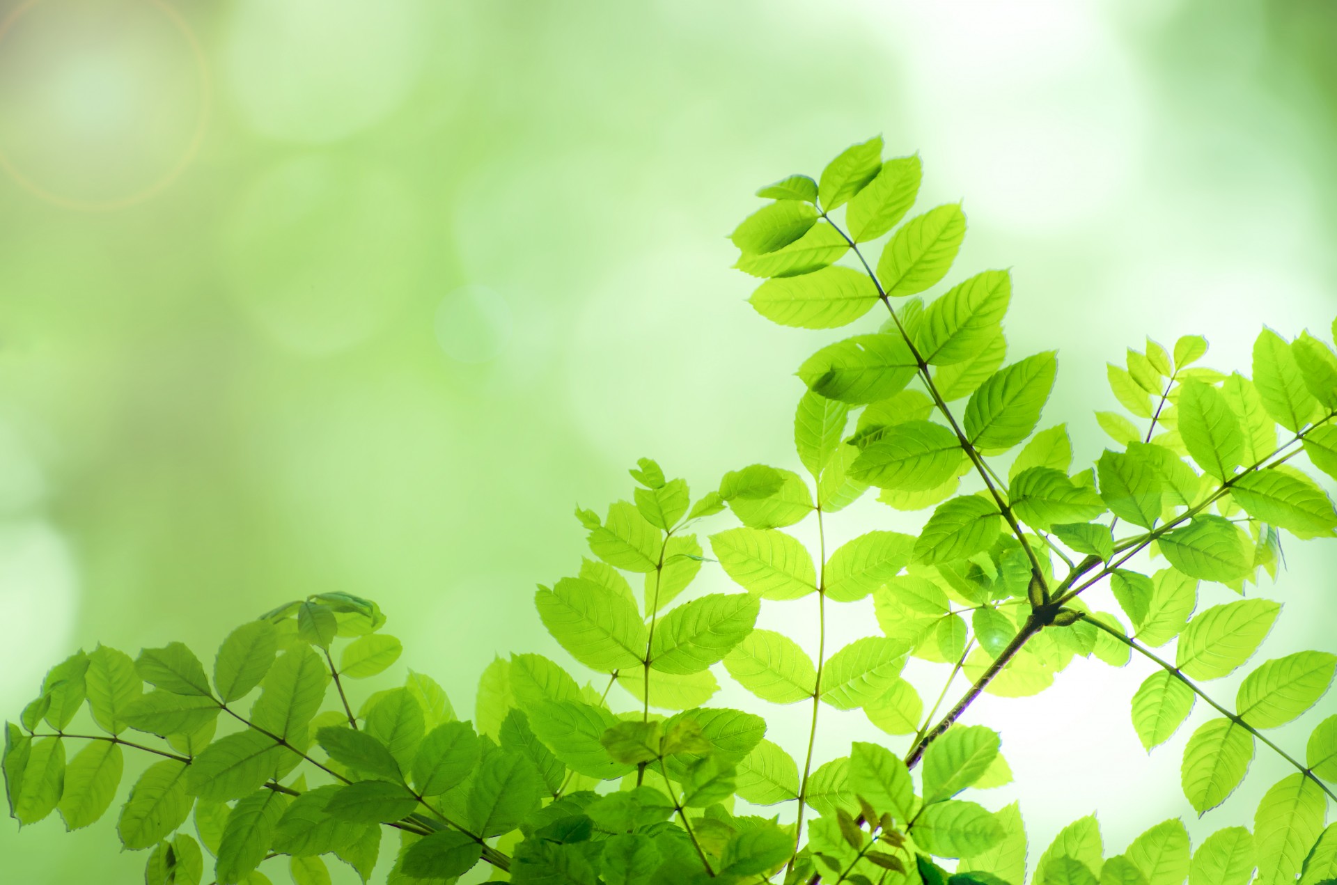 leaves colorful green free photo