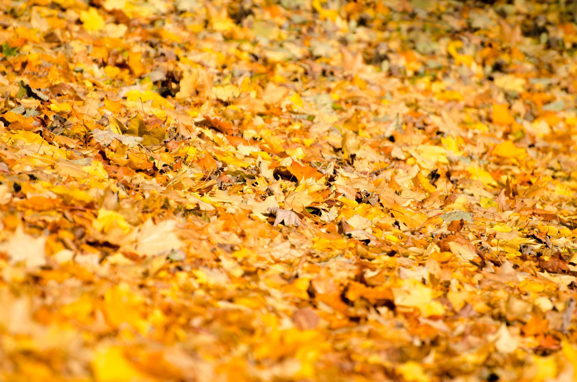 leaf leaves background free photo