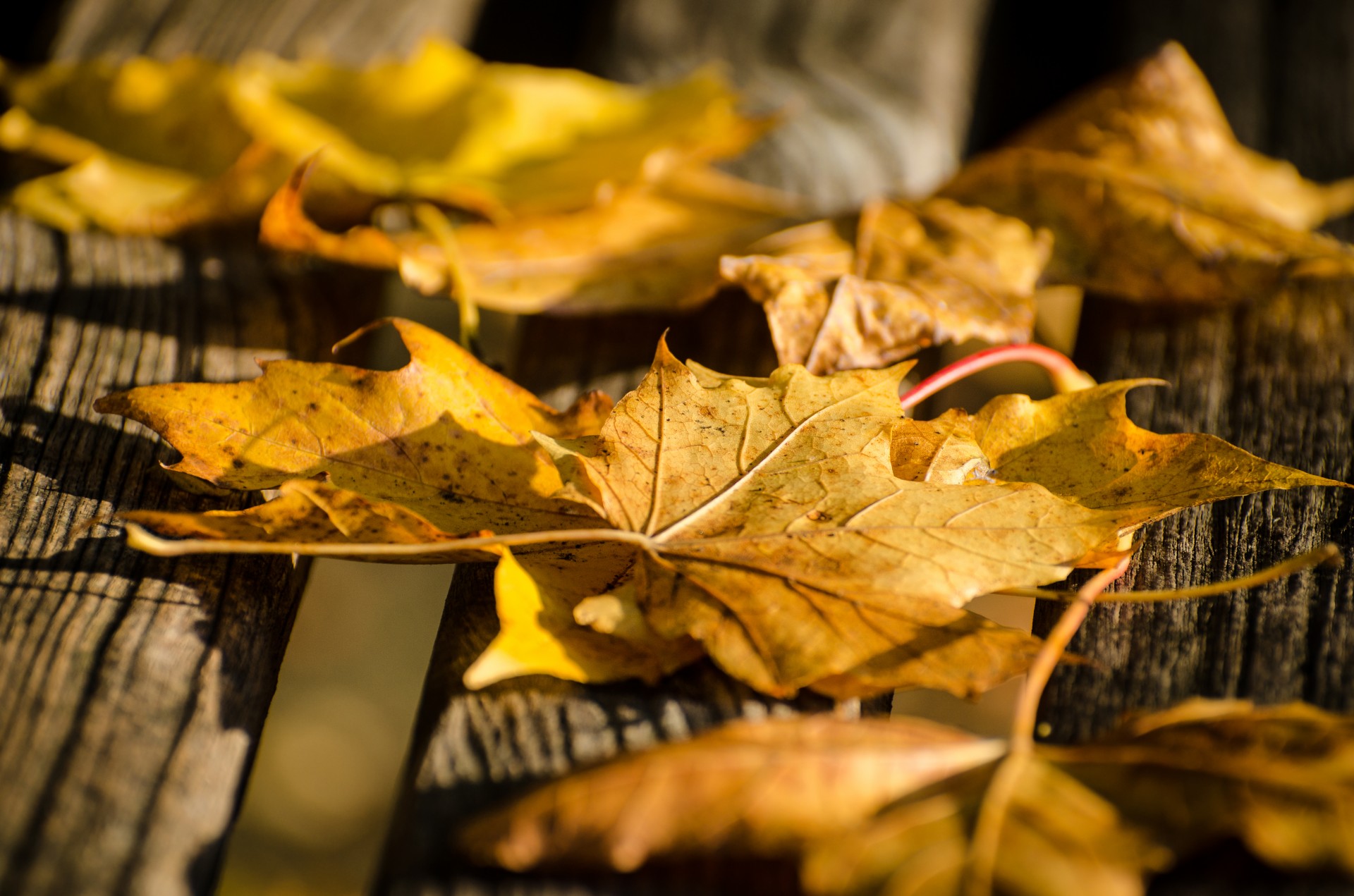 leaf leaves autumn free photo