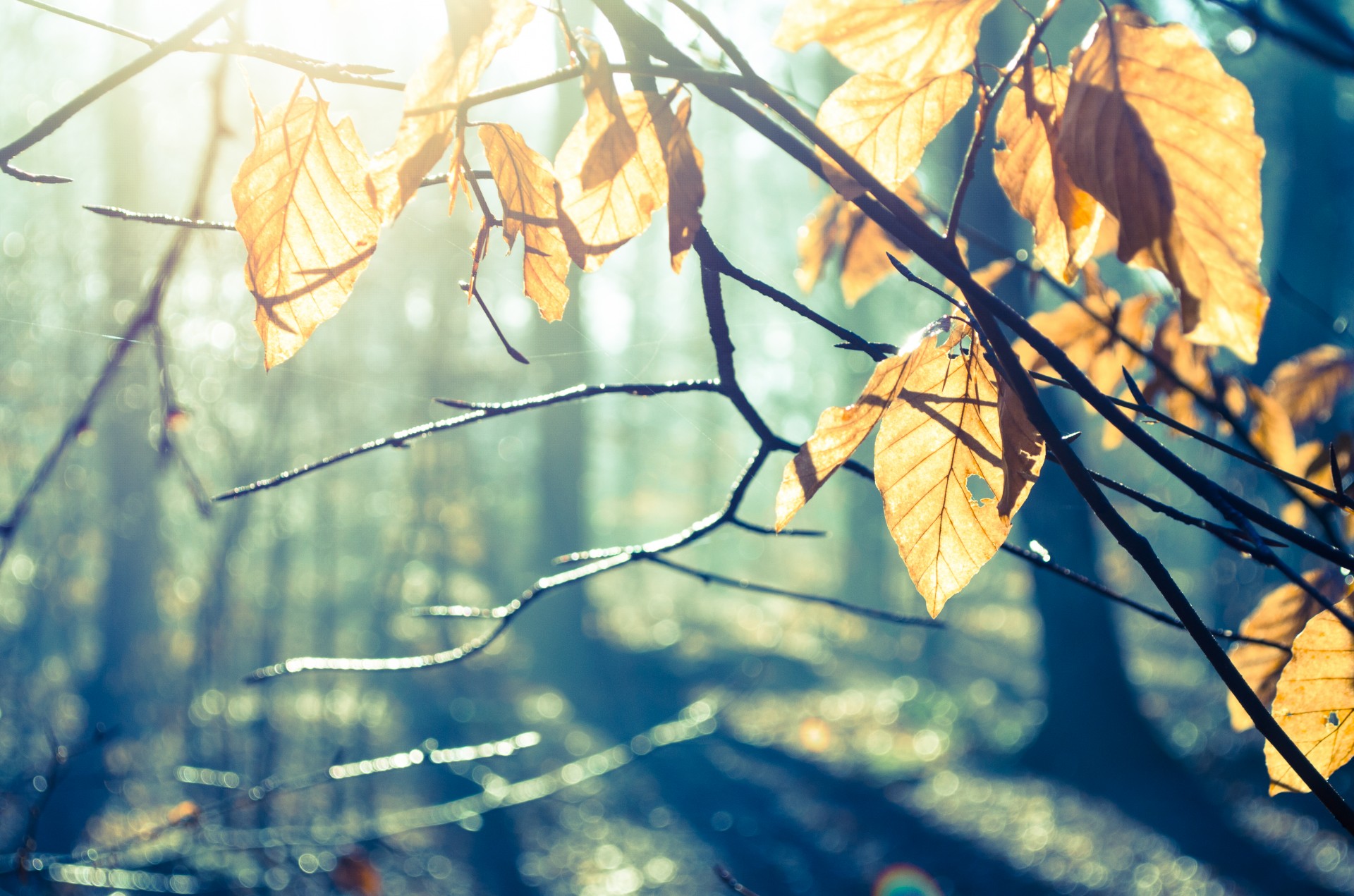 forest leaves leaf free photo