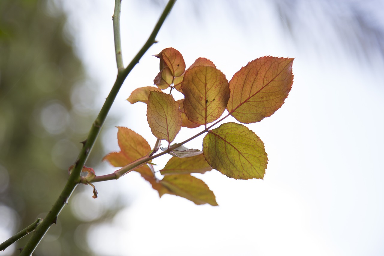 leaves leaf nature free photo