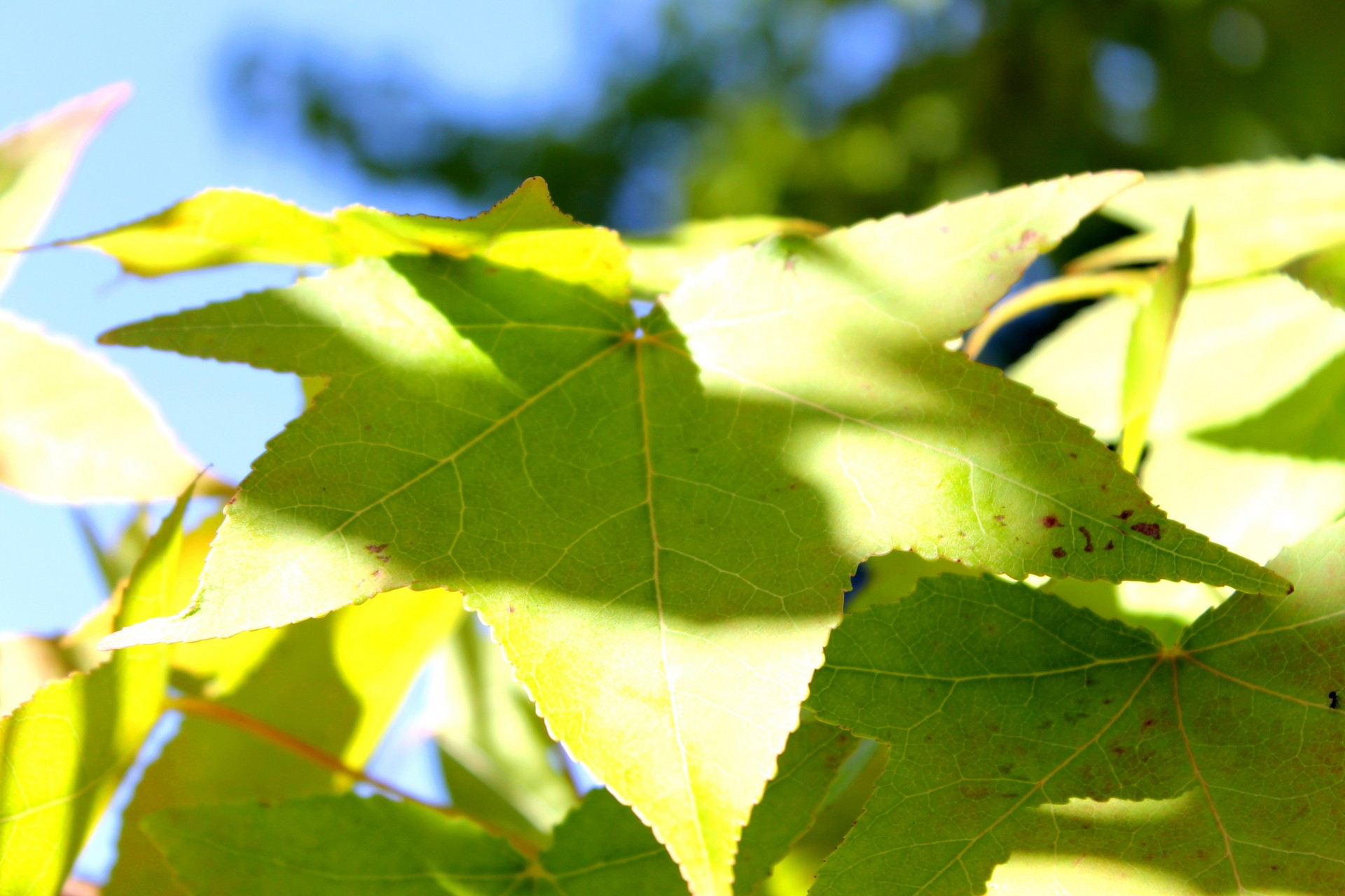 leaves close up nature free photo