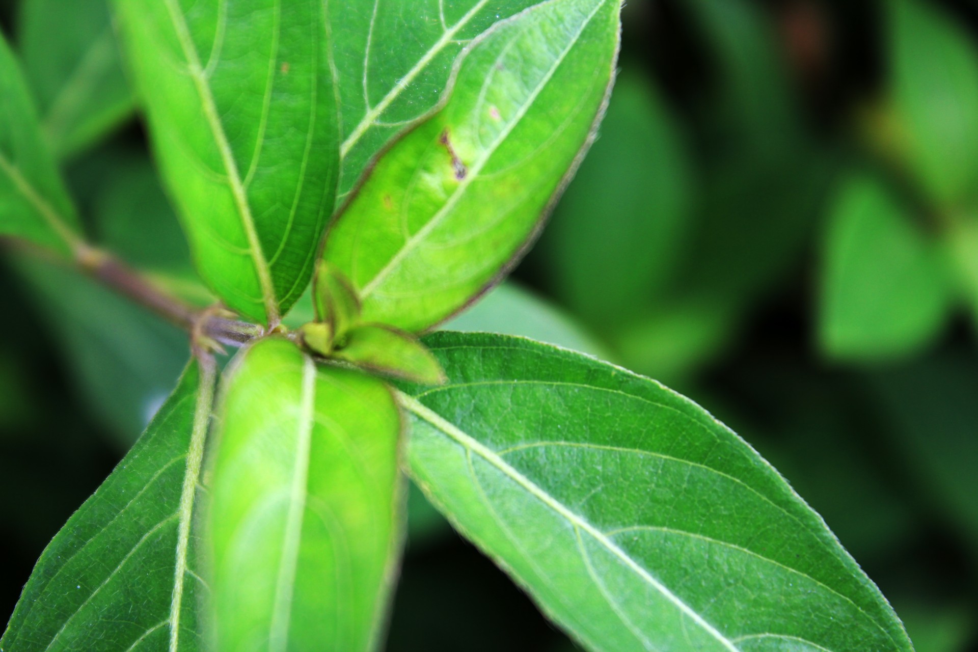 green leaves leaves pattern free photo