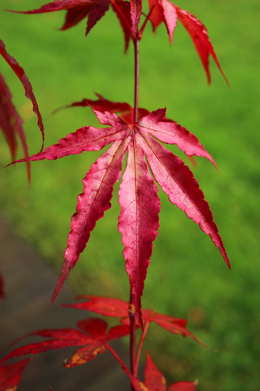 leaves red autumn free photo