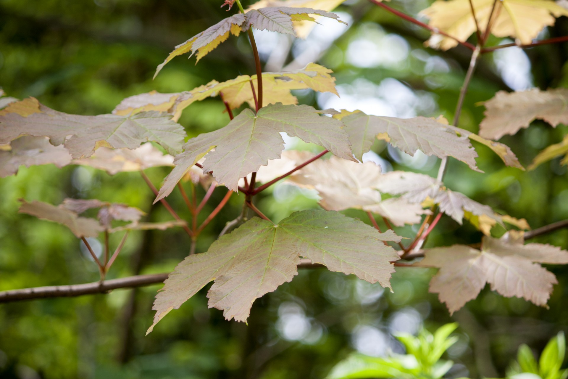 leaf leaves close-up free photo