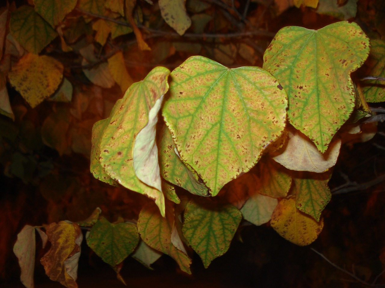 leaves nature leaf free photo