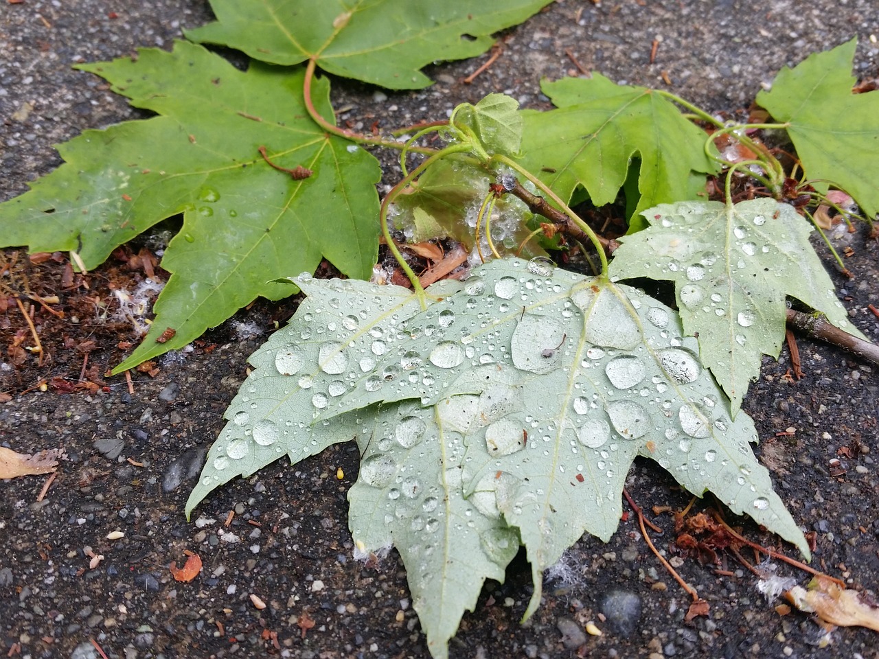 leaves dew green plants free photo