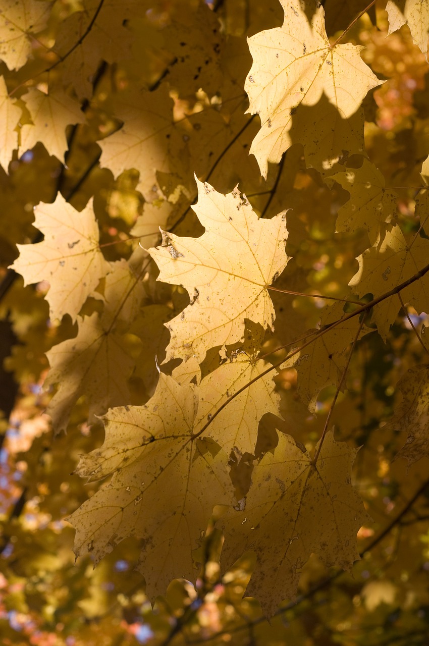 leaves golden nature free photo