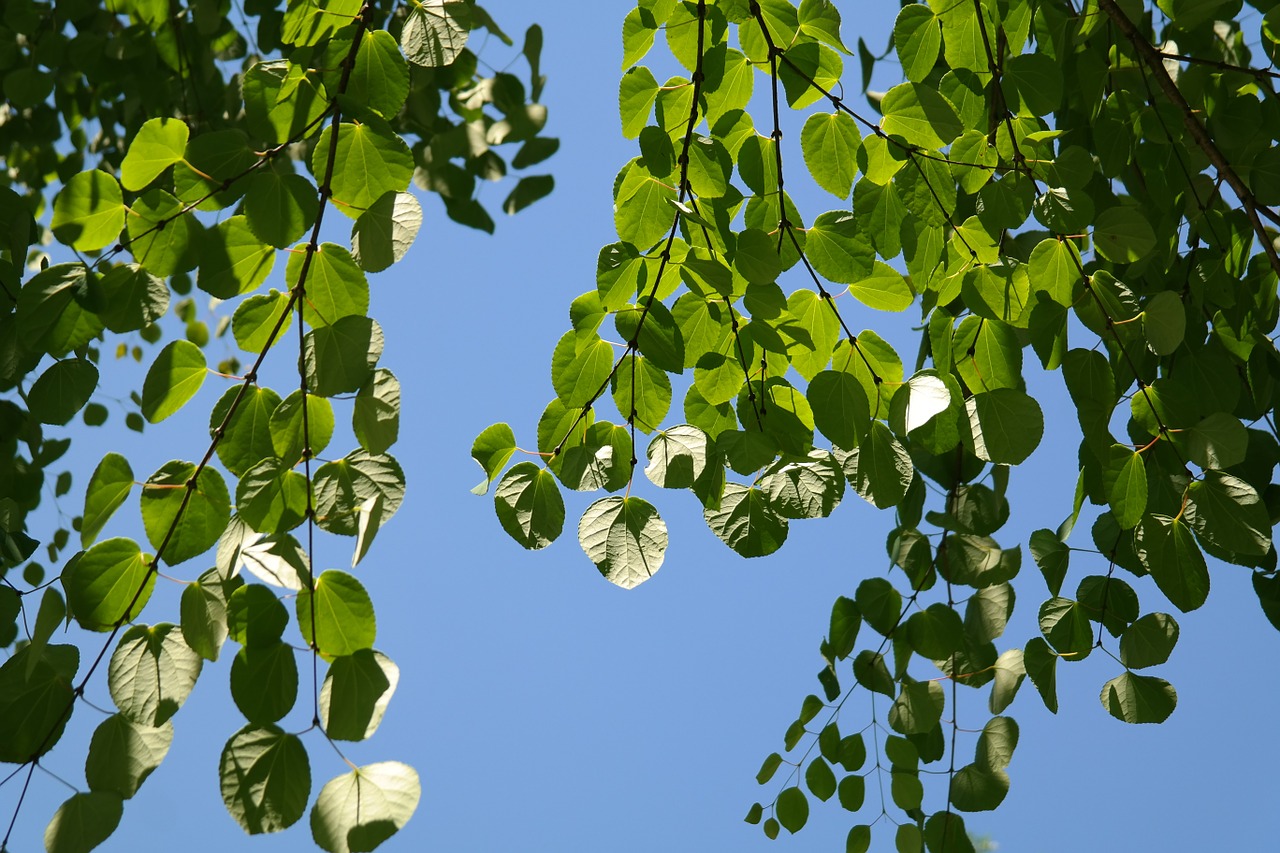 leaves green japanese kuchenbaum free photo