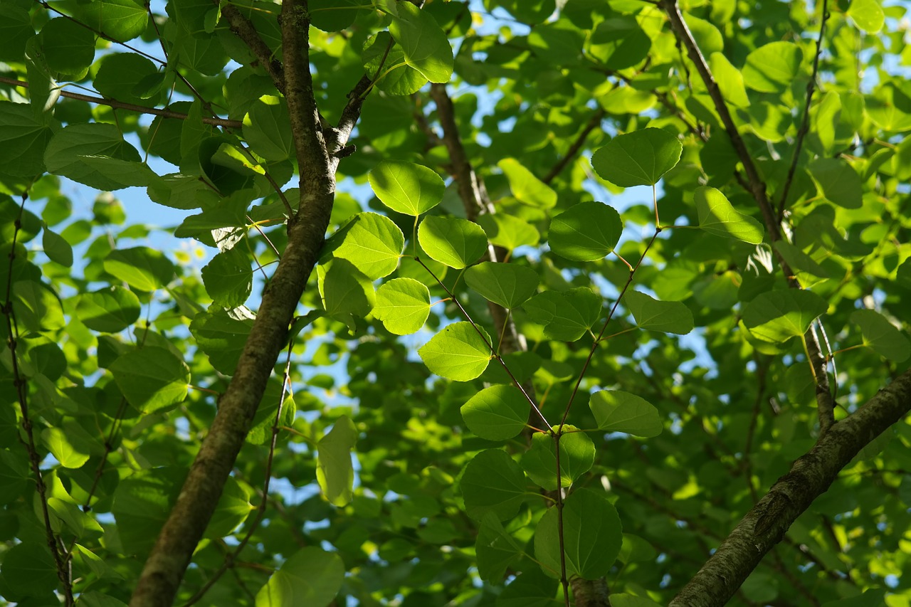 leaves green japanese kuchenbaum free photo