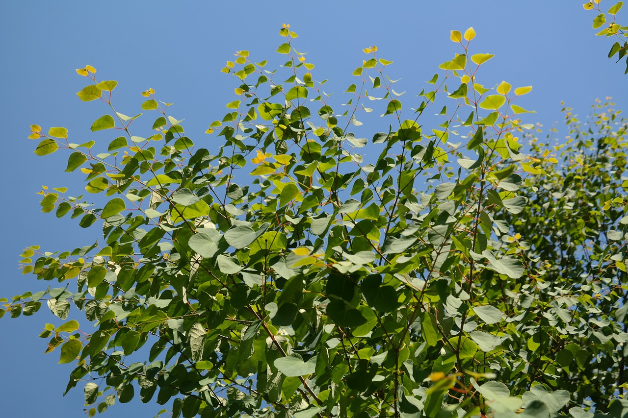 leaves green japanese kuchenbaum free photo