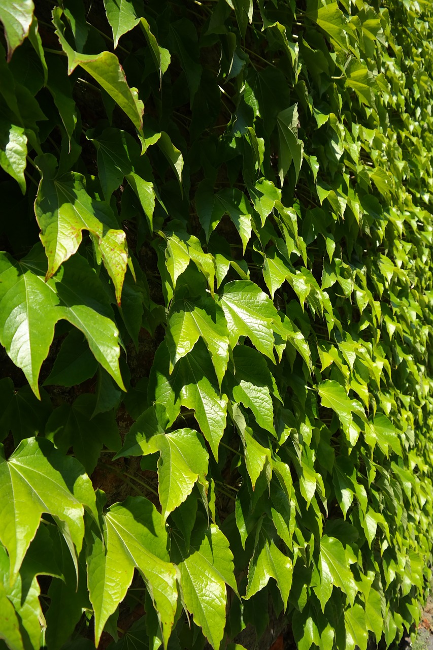 leaves greening wall free photo
