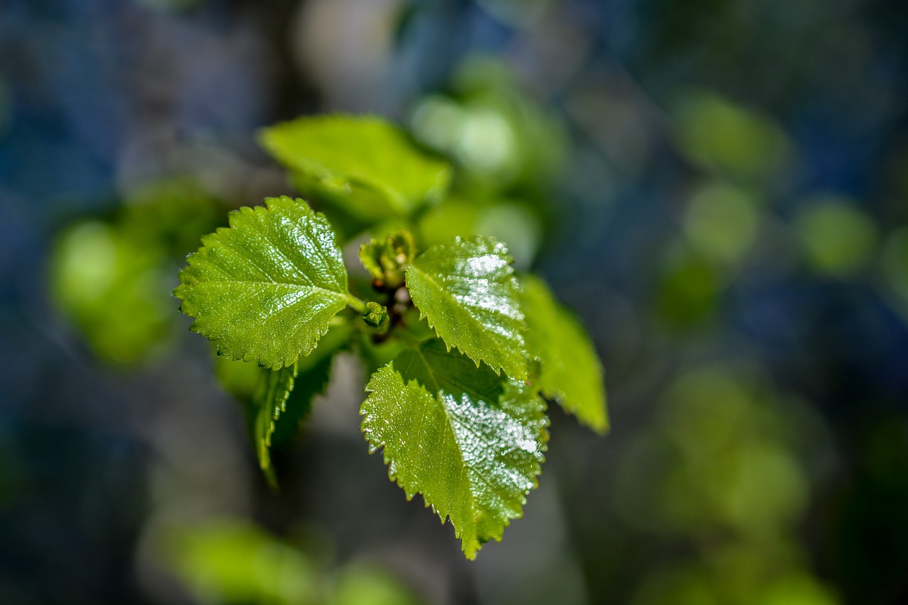 leaves green plant free photo