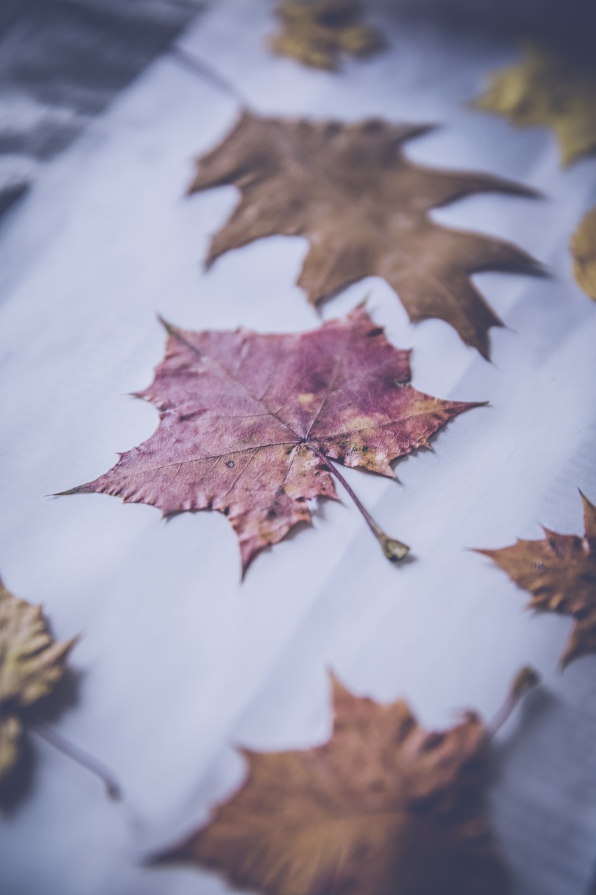 leaves autumn fall foliage free photo