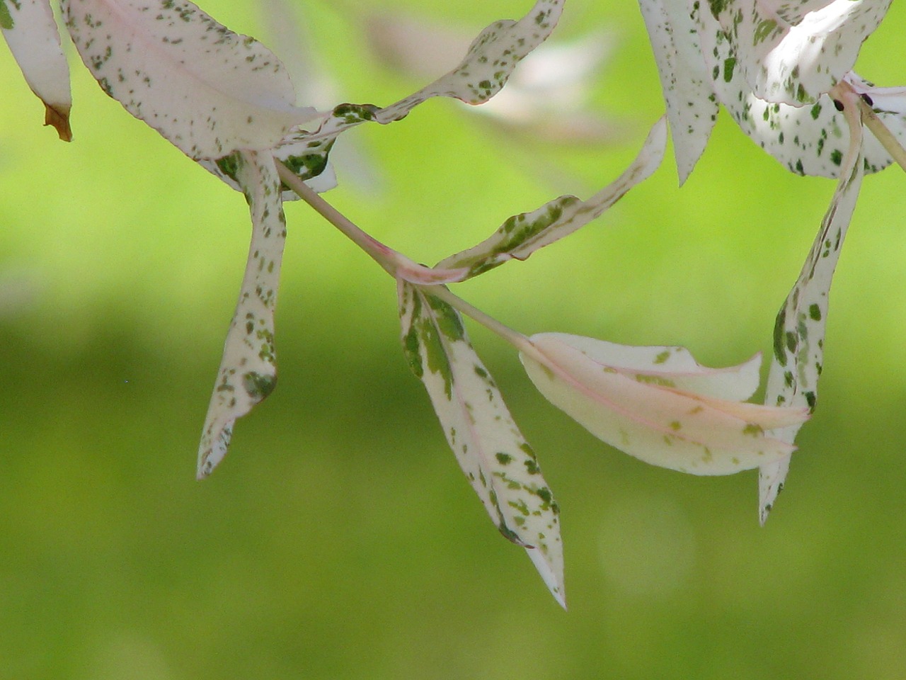 leaves japanese zierweide nature free photo