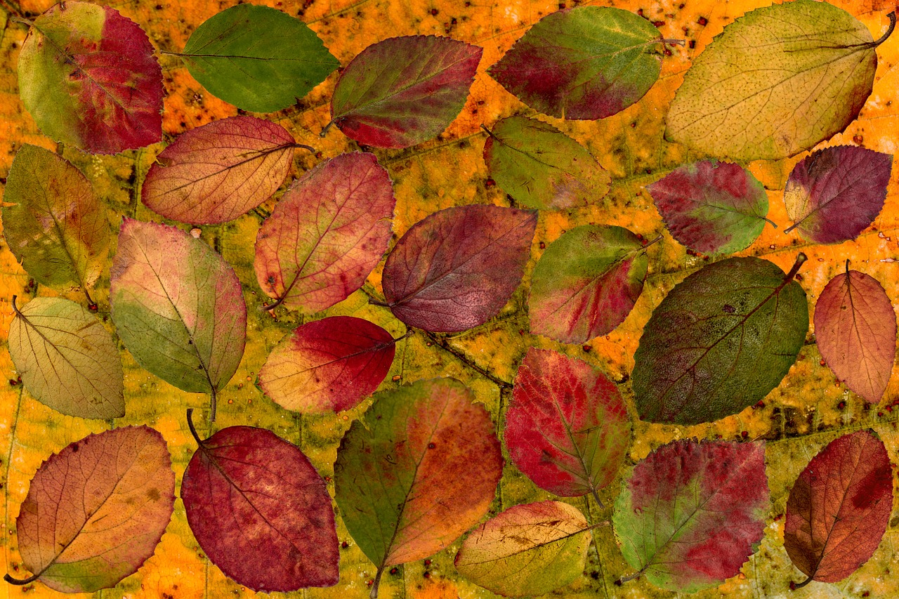 leaves colorful composition free photo