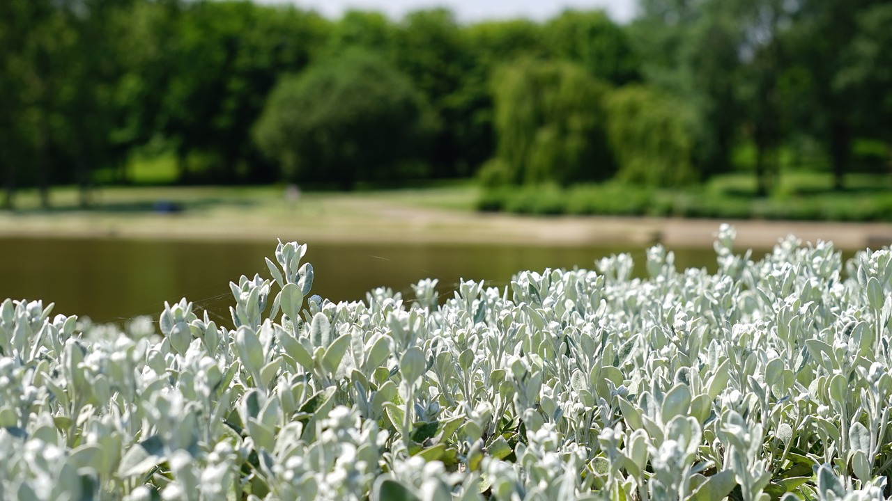 leaves white plant free photo