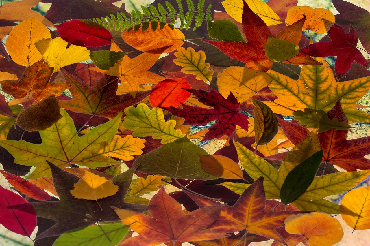 leaves colorful fall color free photo