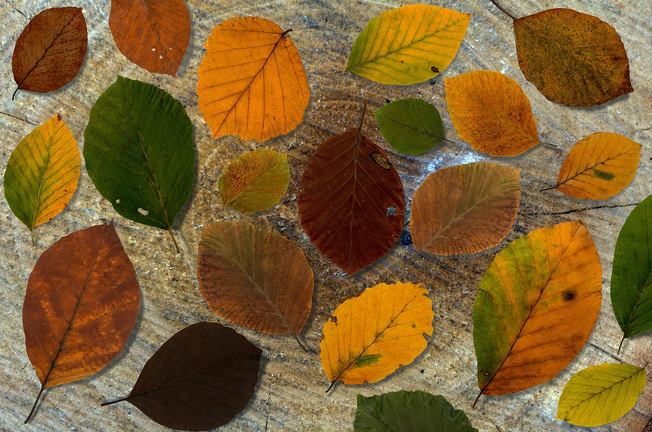 leaves beech background book leaves free photo