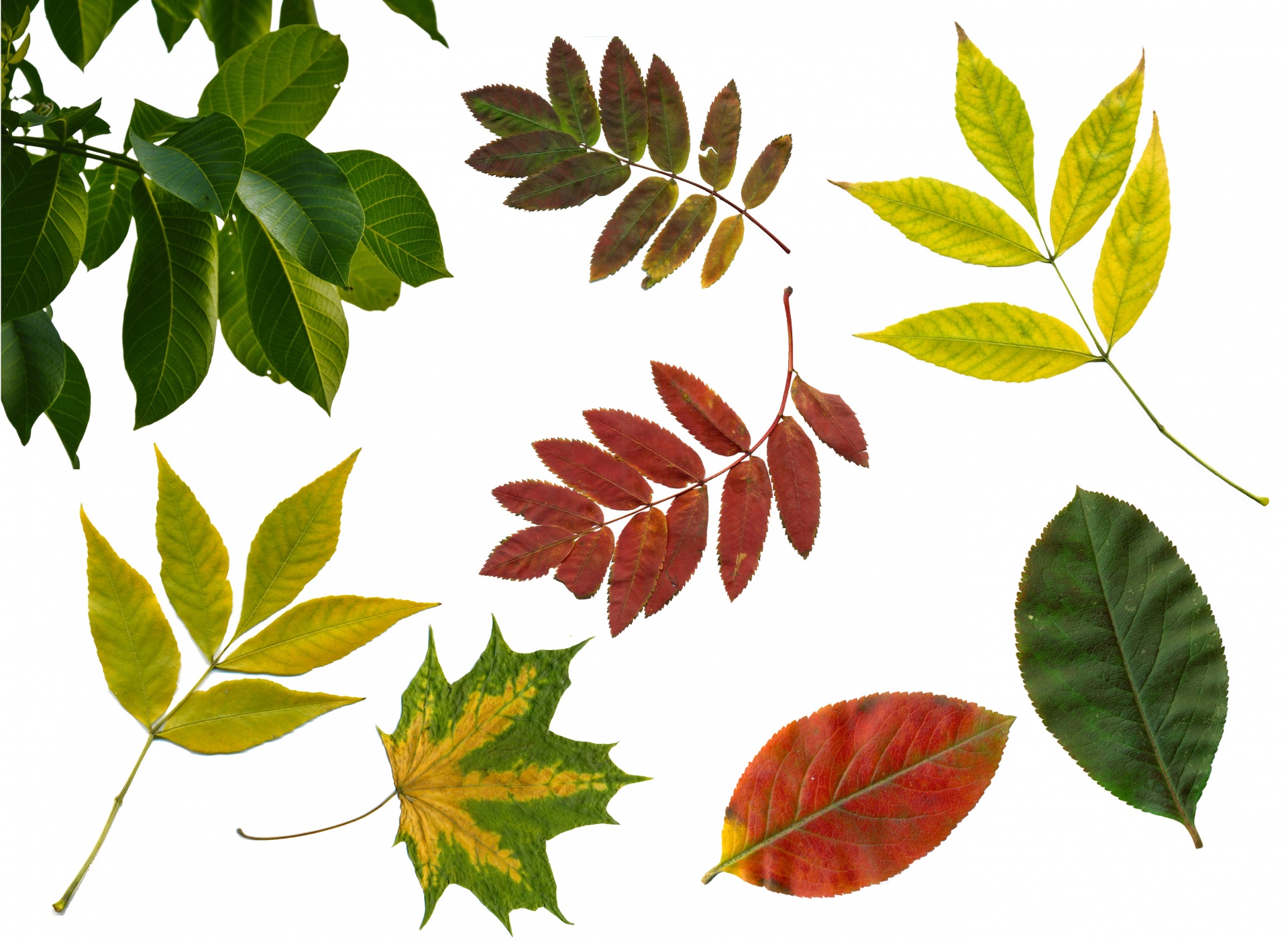 Как выглядят листья разных деревьев