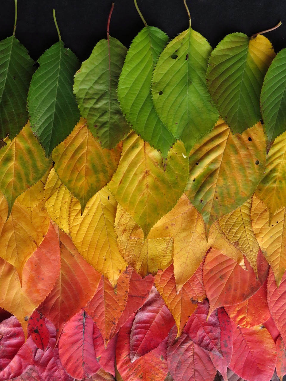 leaves autumn colourful free photo