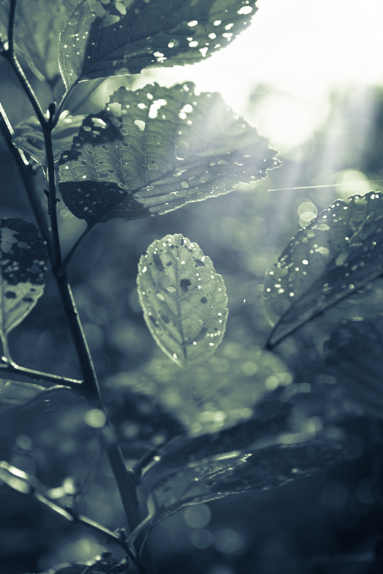 autumn green leaf free photo