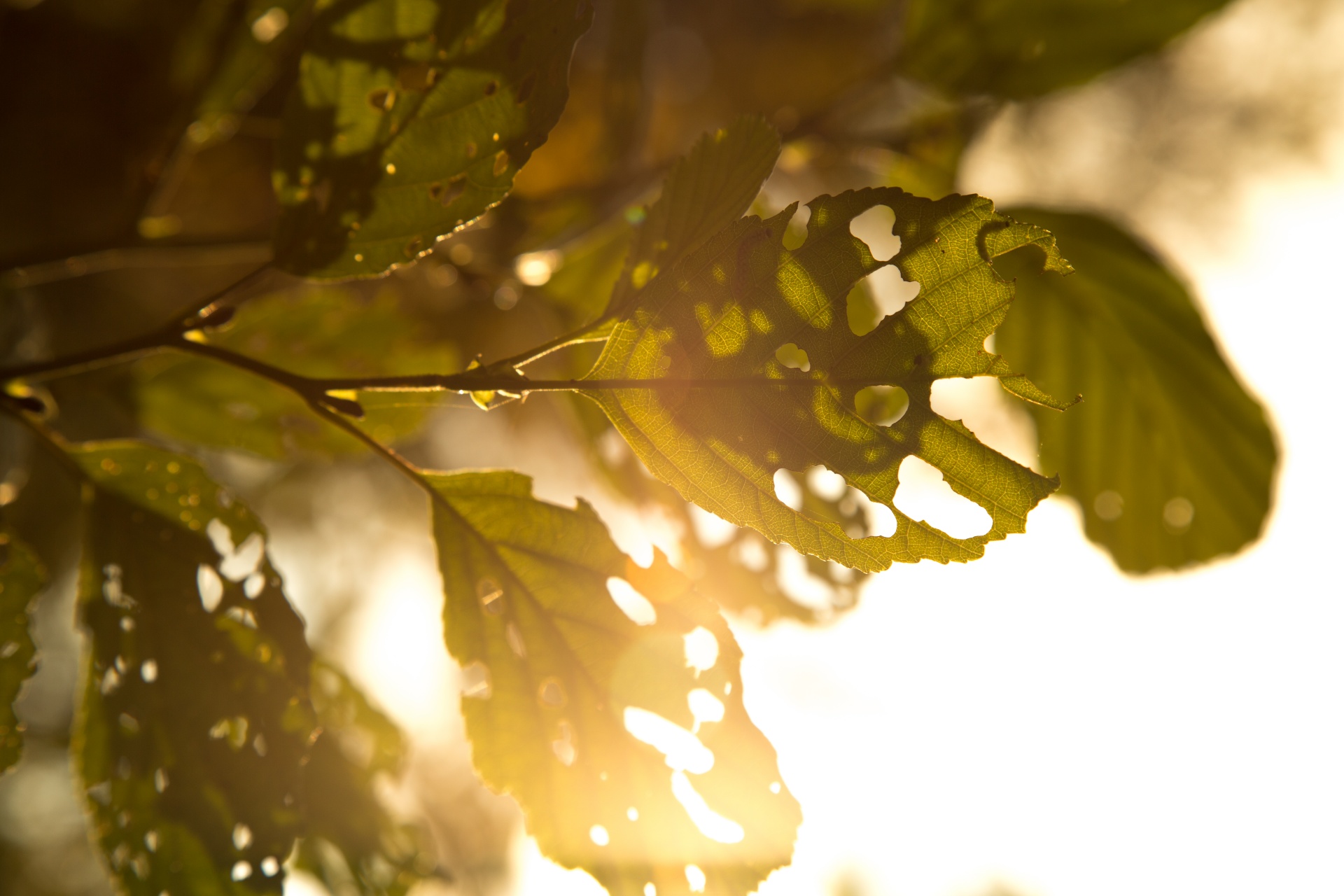 autumn green leaf free photo