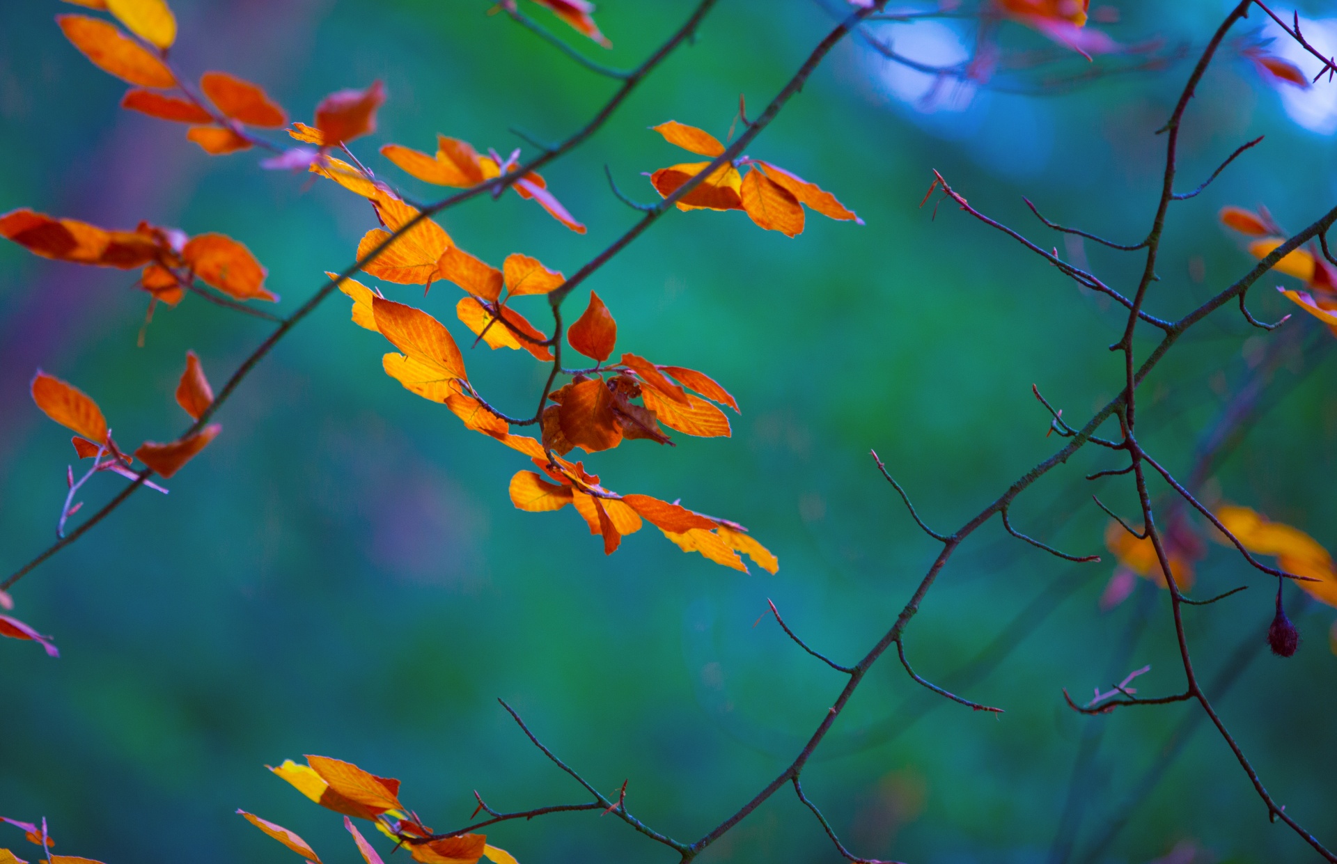 autumn leaf leaves free photo