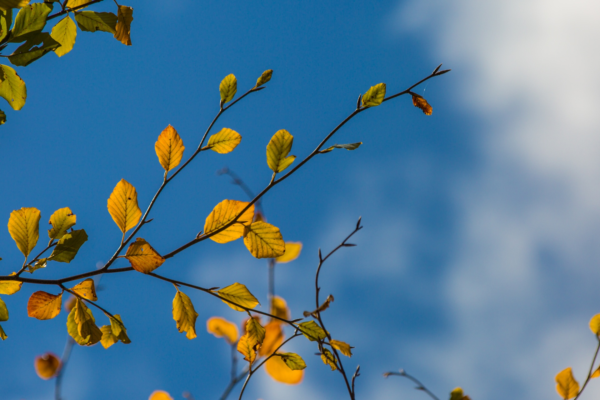 autumn leaf leaves free photo