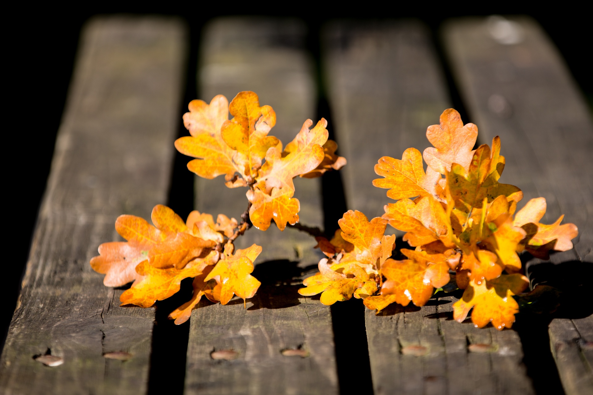 autumn leaf leaves free photo