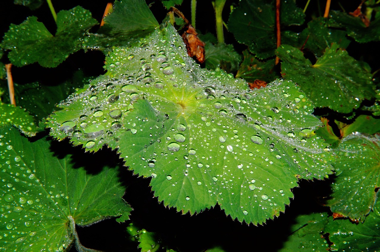 leaves large green free photo