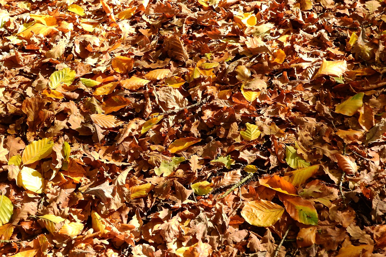 leaves beech oak free photo