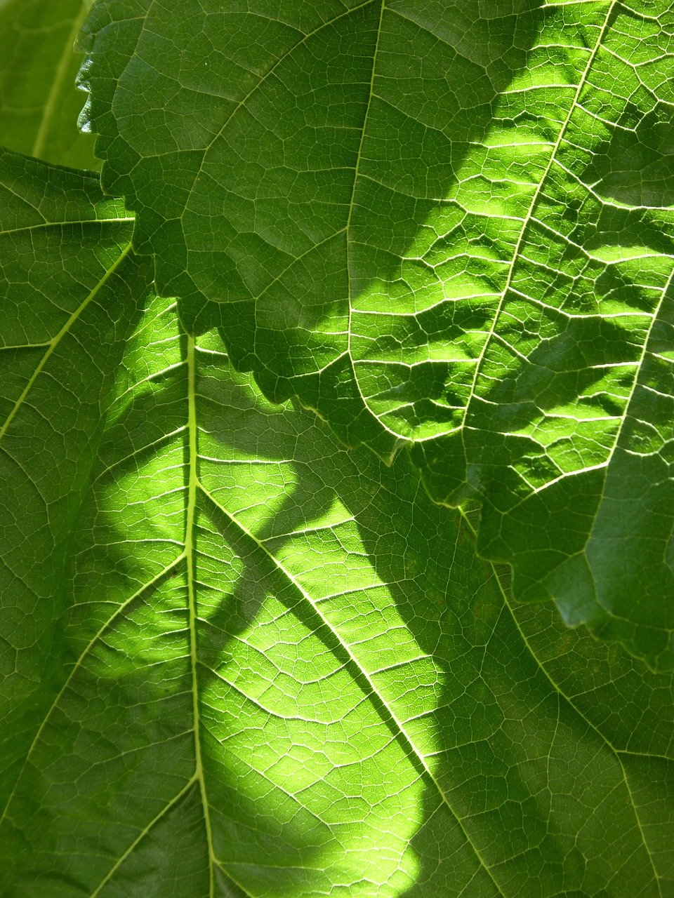 leaves background texture free photo