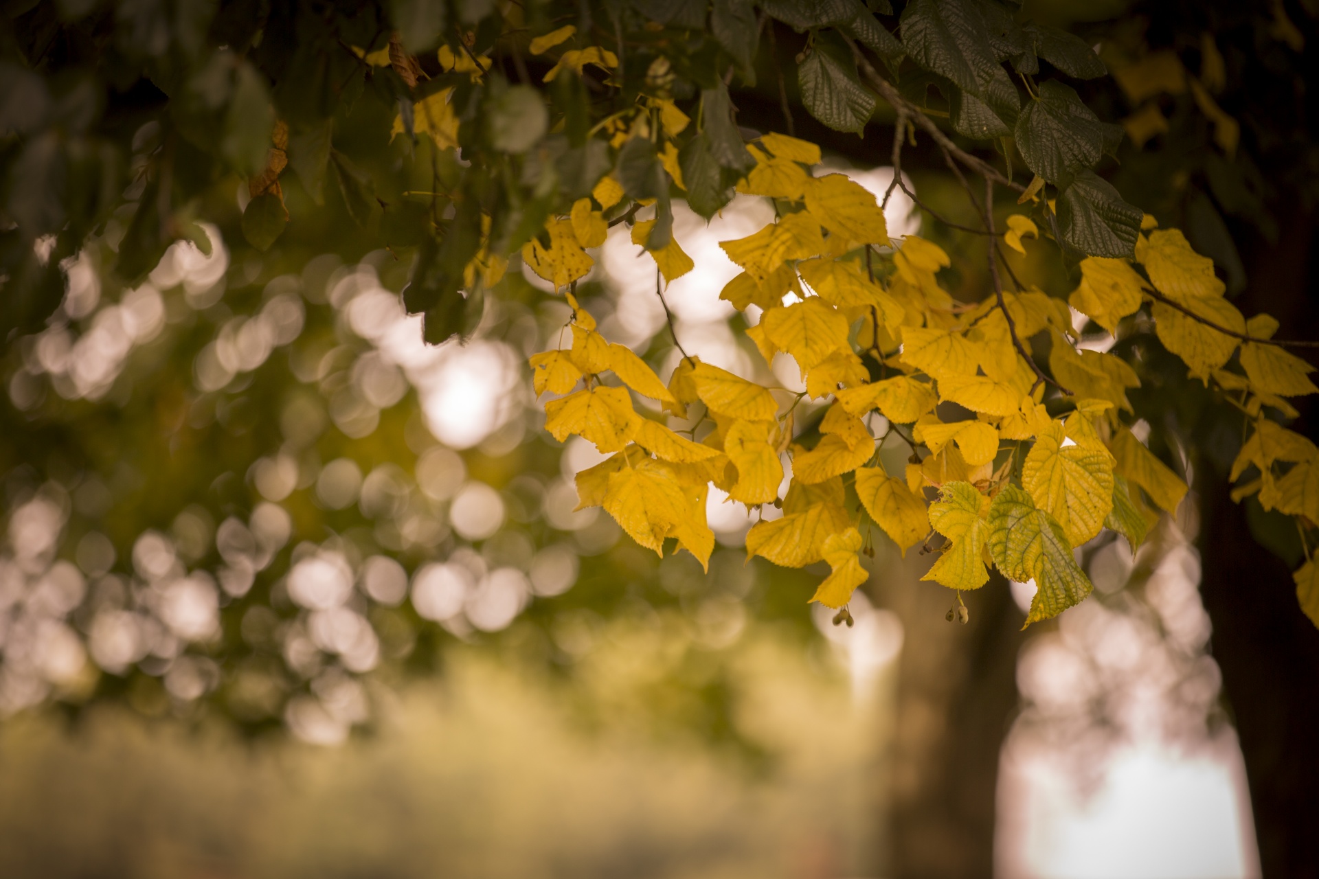 autumn leaf leaves free photo