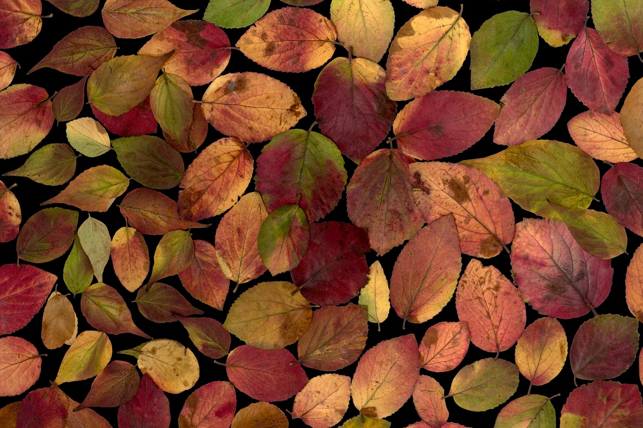 leaves true leaves colorful free photo