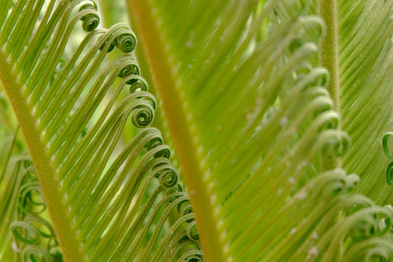 leaves nature palma free photo