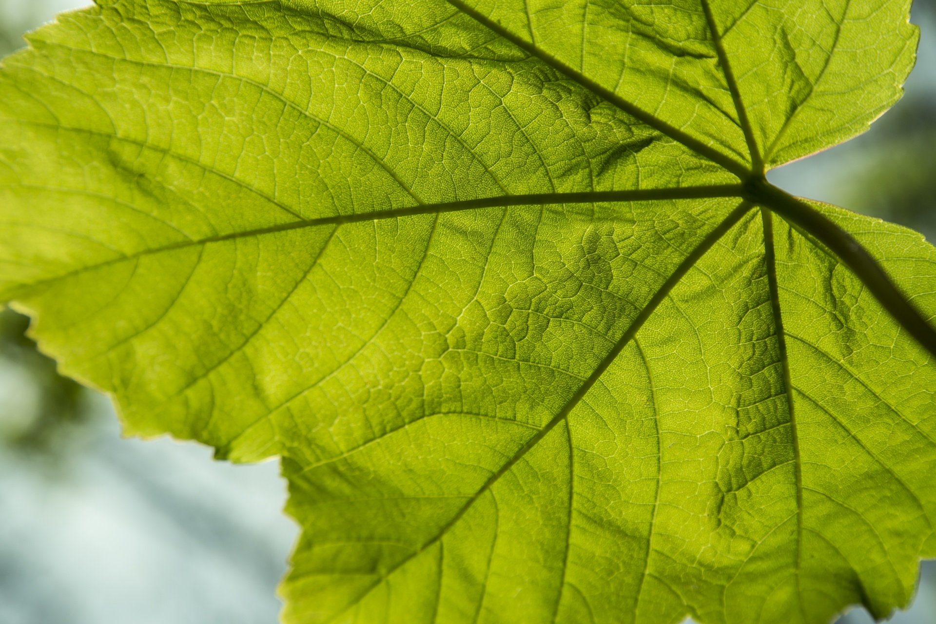 leaf autumn background free photo