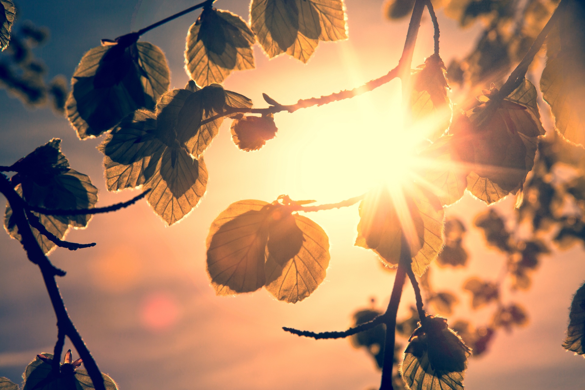 leaf autumn background free photo