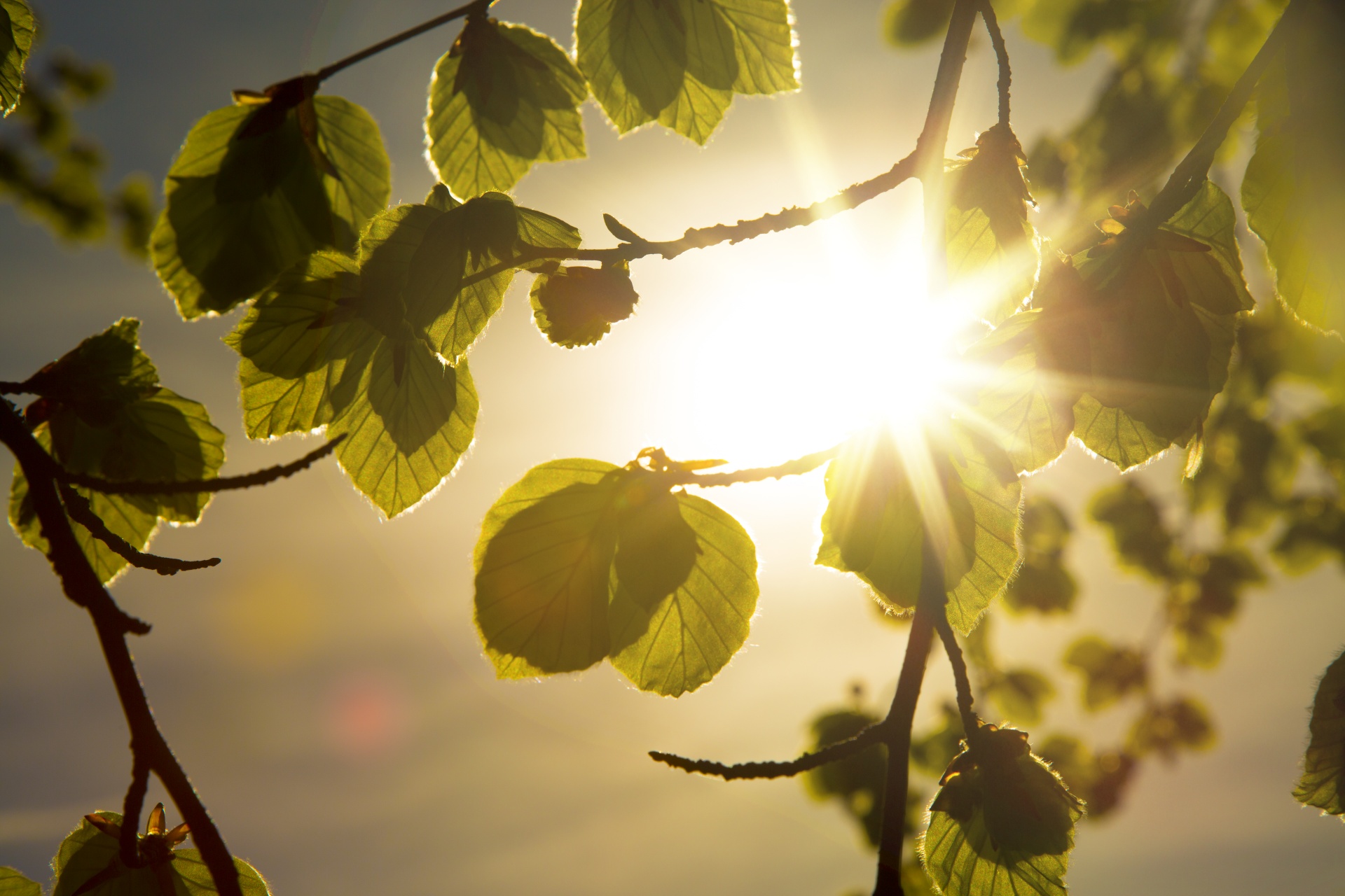 leaf autumn background free photo