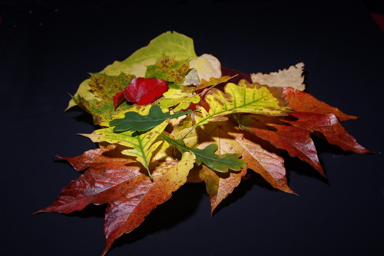 leaves fall foliage colorful free photo