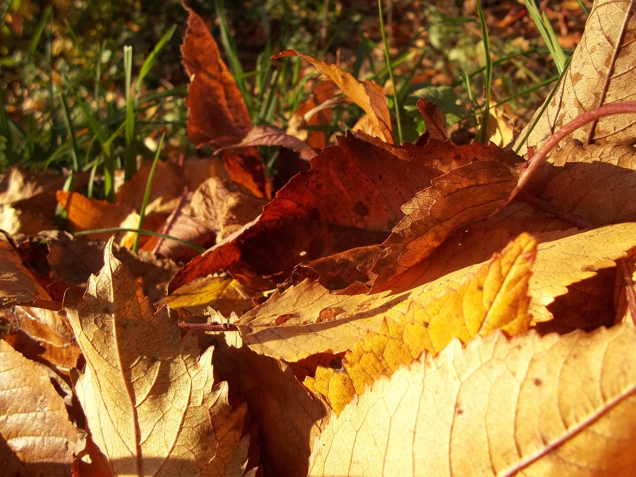 leaves yellow autumn free photo