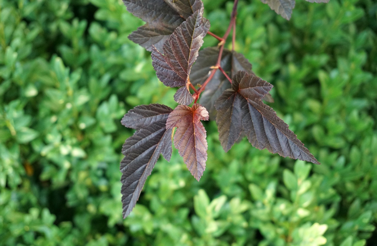 leaves red bush free photo