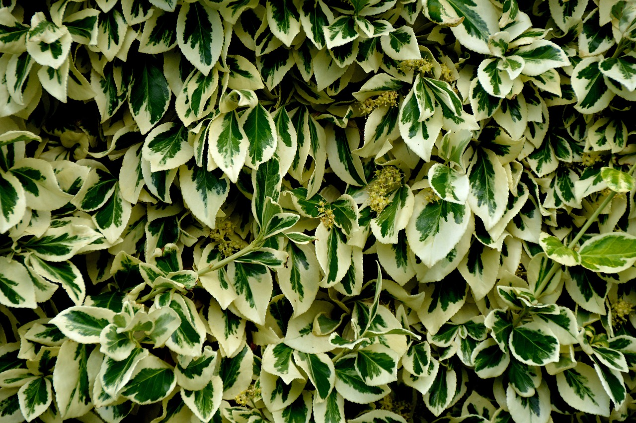 leaves texture scroll area from free photo