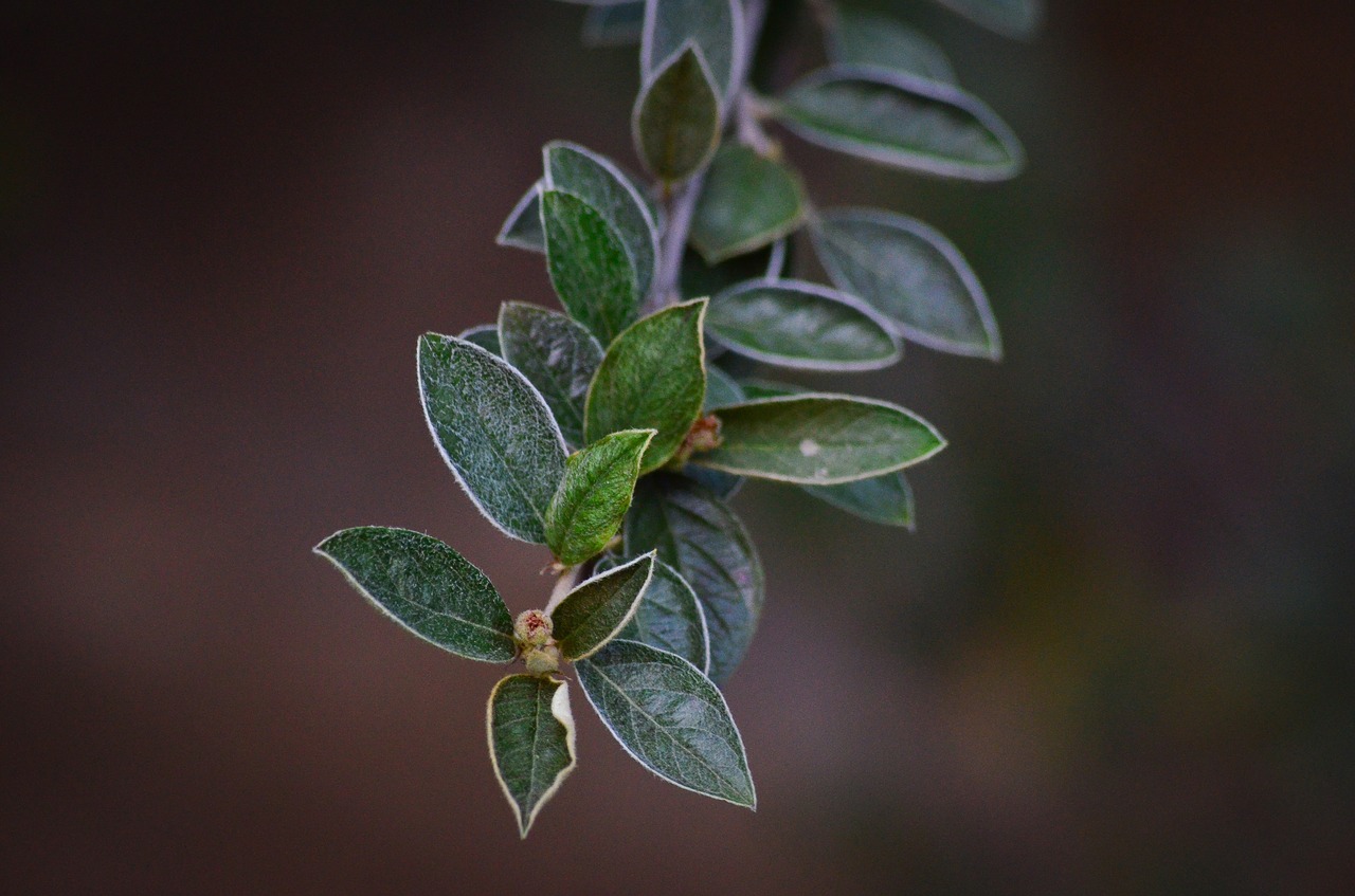 leaves green nature free photo