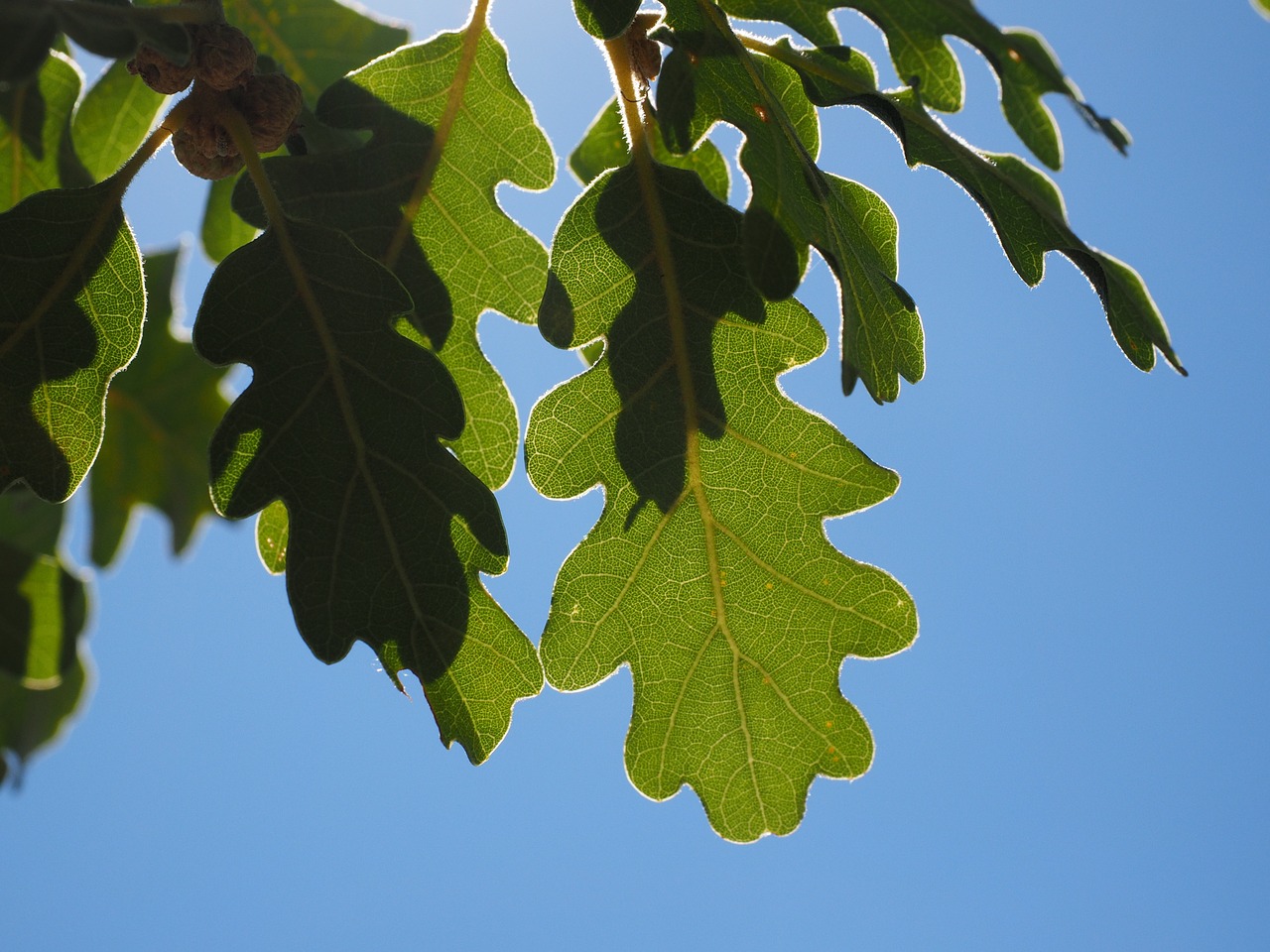 leaves green silvery free photo