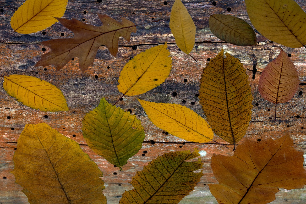 leaves tree leaves autumn free photo